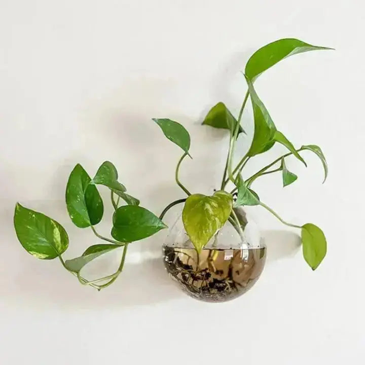 Glas Wandvase Minimalistischer Pflanzenhalter Für Dekor product image 4
