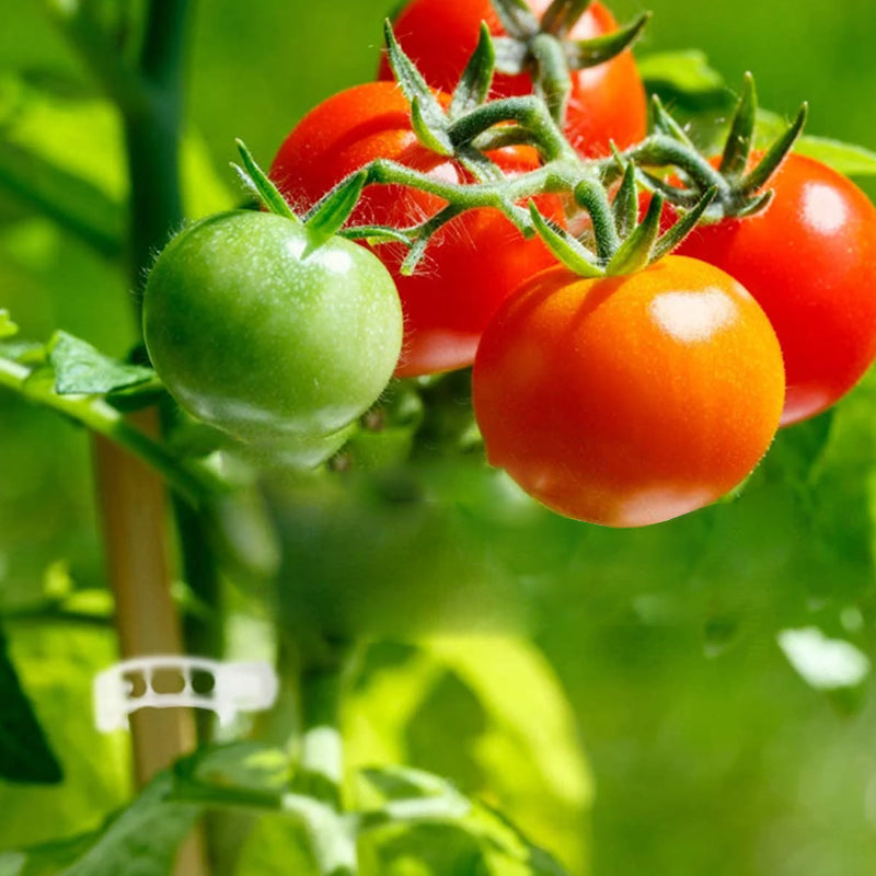 Pflanzenstützen Clips – Wiederverwendbare Pflanzenhalter für den Garten