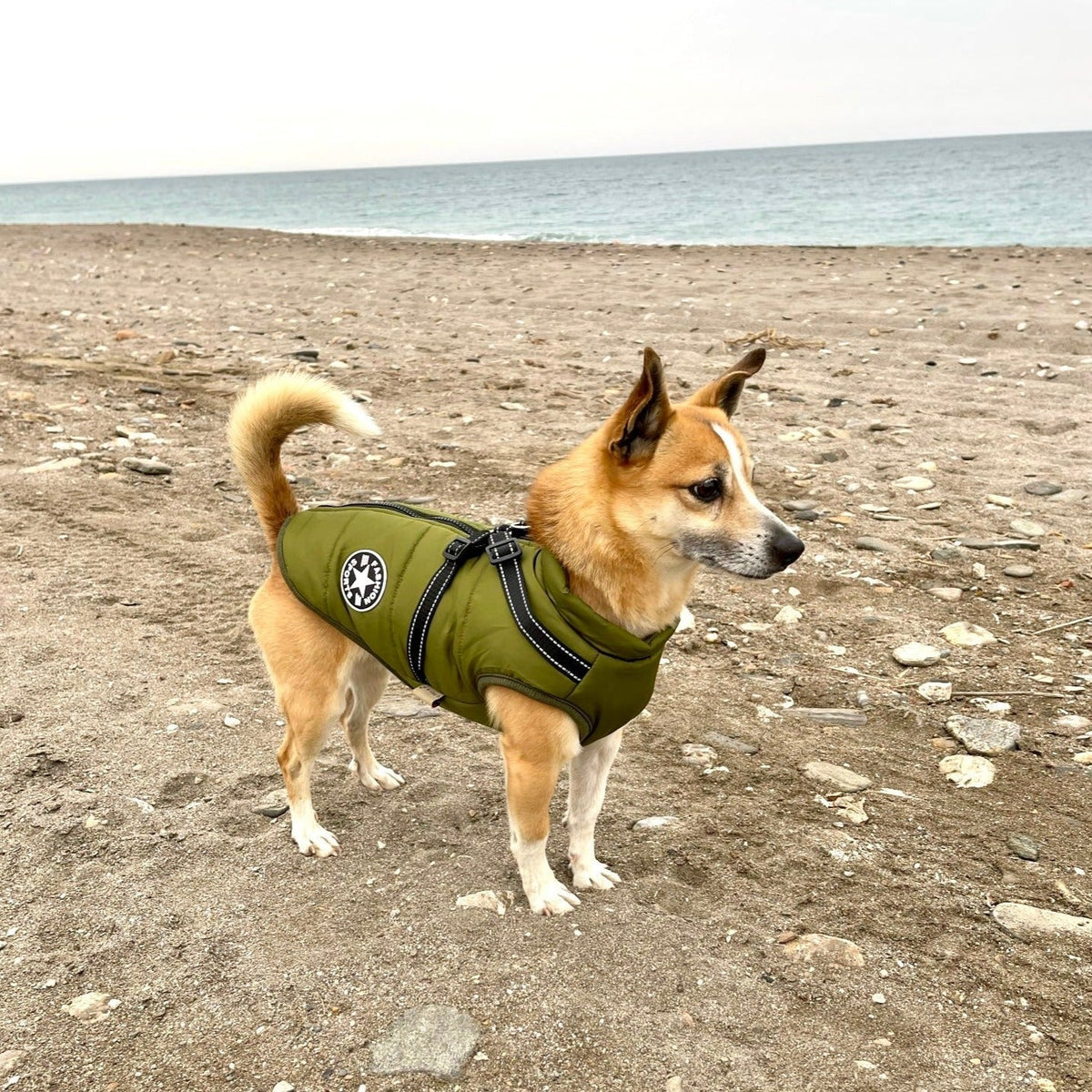 Hundejacke mit integriertem Geschirr – Schutz vor Wind, Regen und Kälte