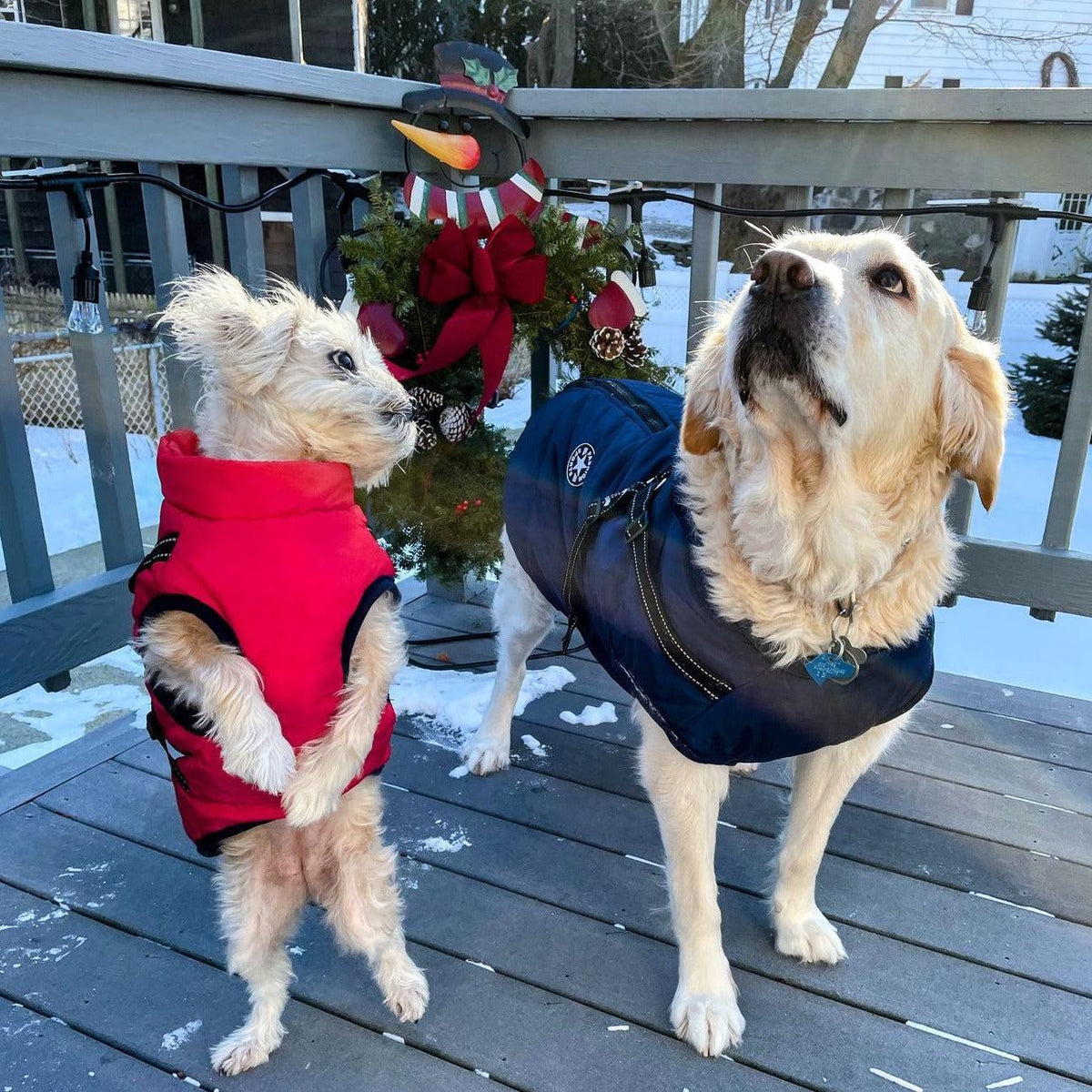Hundejacke mit integriertem Geschirr – Schutz vor Wind, Regen und Kälte