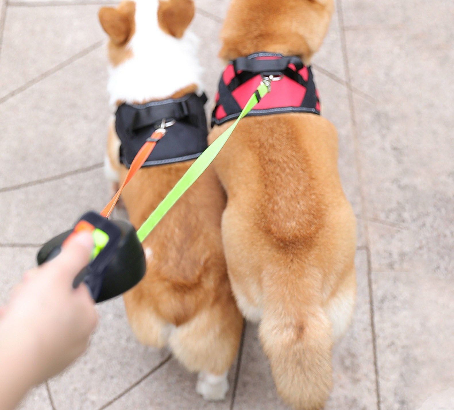 Doppelte Einzieh-Hundeleine mit LED-Taschenlampe – Zwei Hunde gleichzeitig führen product image 4