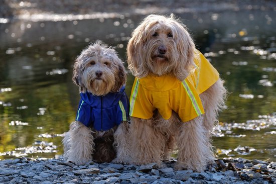 Hunde-Regenmantel wasserdicht mit Reflektoren für sichere Spaziergänge