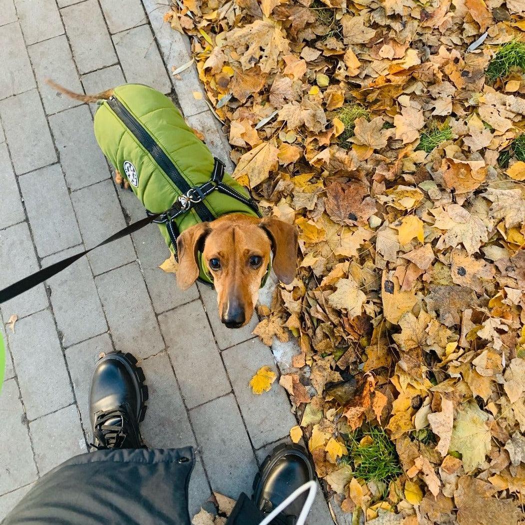 Hundejacke mit integriertem Geschirr – wind- und wasserabweisend